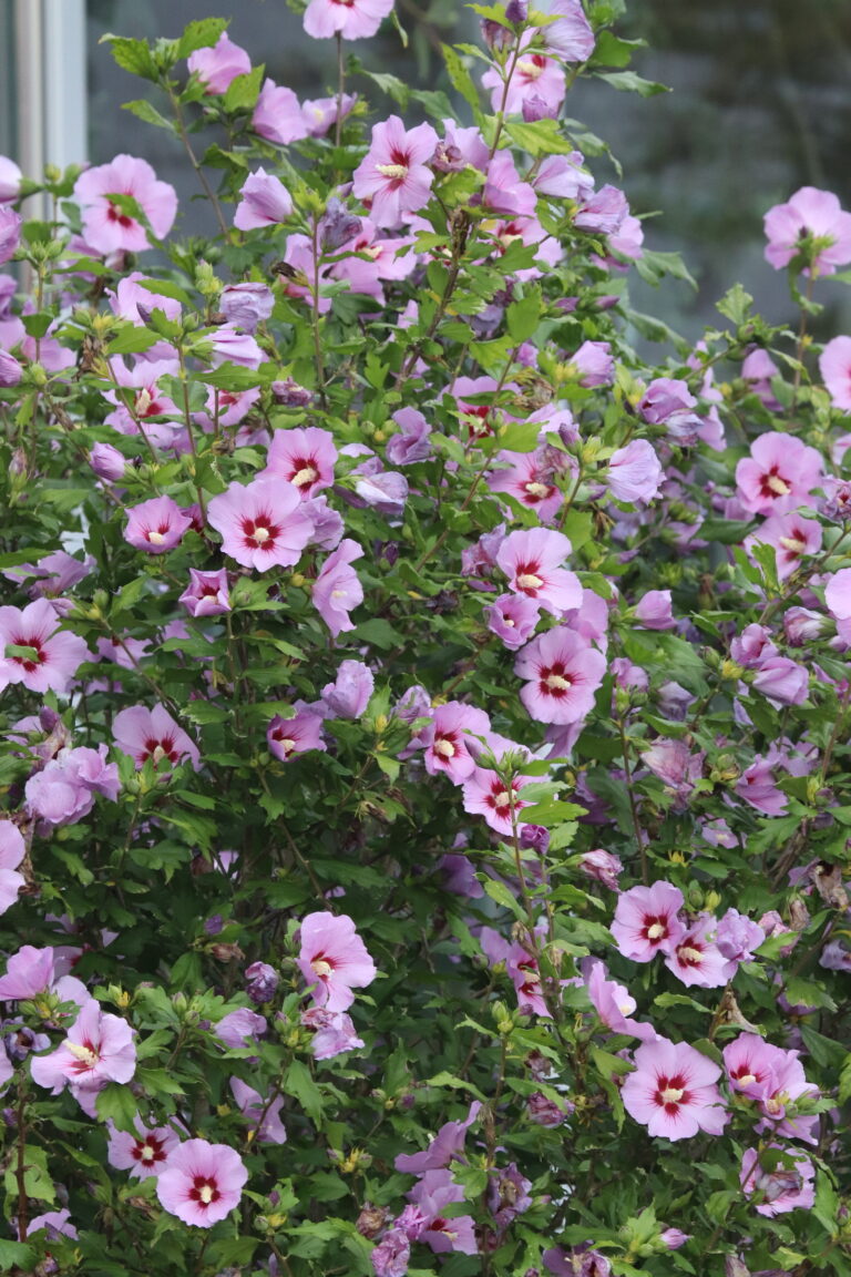 Süüria hibisk (Hibiscus syriacus)