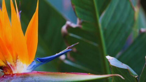 Tallinna Botaanikaaia sünnipäev