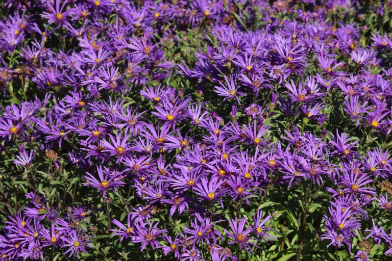 Amellaster (Aster amellus) 'Veilchekönigin'