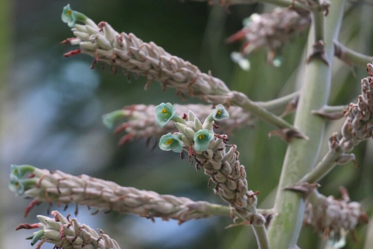 Ecuadori puia (Puya sodiroana)