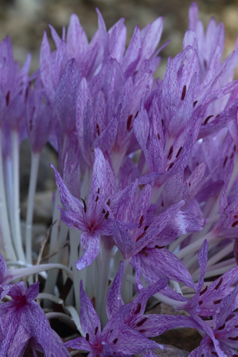 Inglise sügislill (Colchicum x argrippinum)