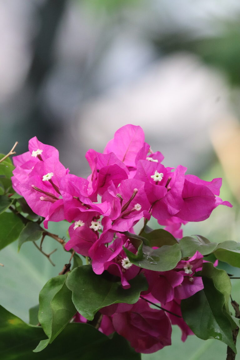 Kaunis bougenvillea (Bougainvillea spectabilis)