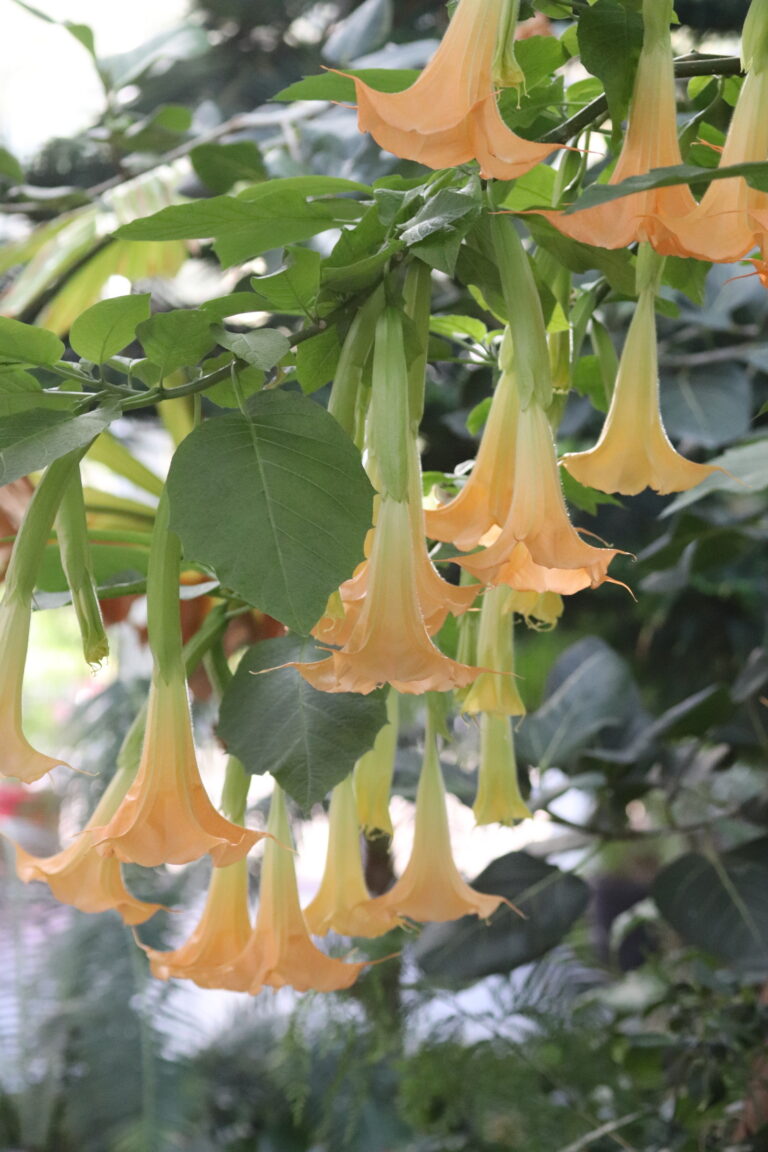 Puis-inglitrompet (Brugmansia arborea)
