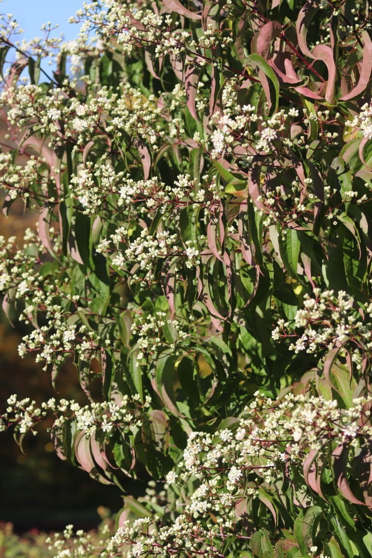 Seitsmepojapuu (Heptacodium miconioides)