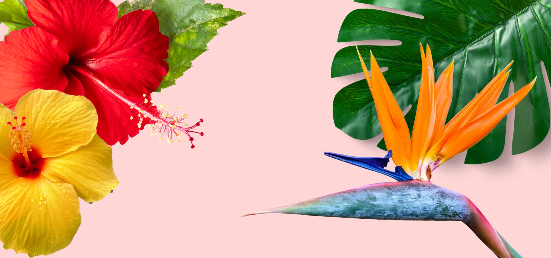 Tallinna Botaanikaaed