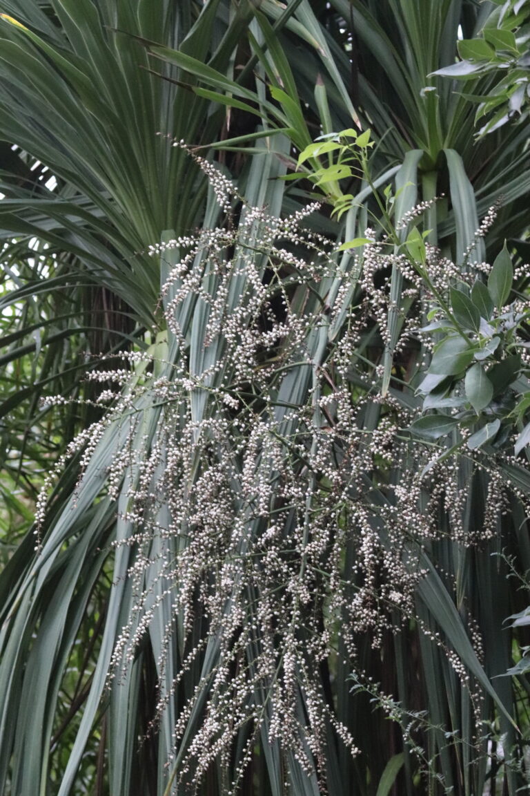Banksi tõlvpuu (Cordyline banksi)