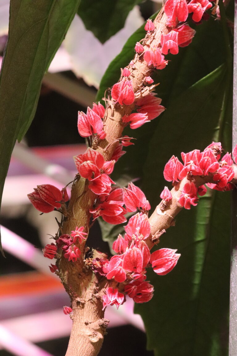 Goethe pavoonia (Pavonia strictiflora)