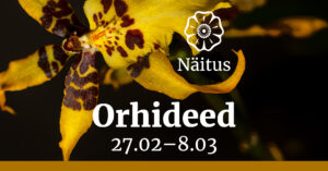 Orhideen&auml;itus Orhideed Tallinna Botaanikaaed Foto Annika Lepp