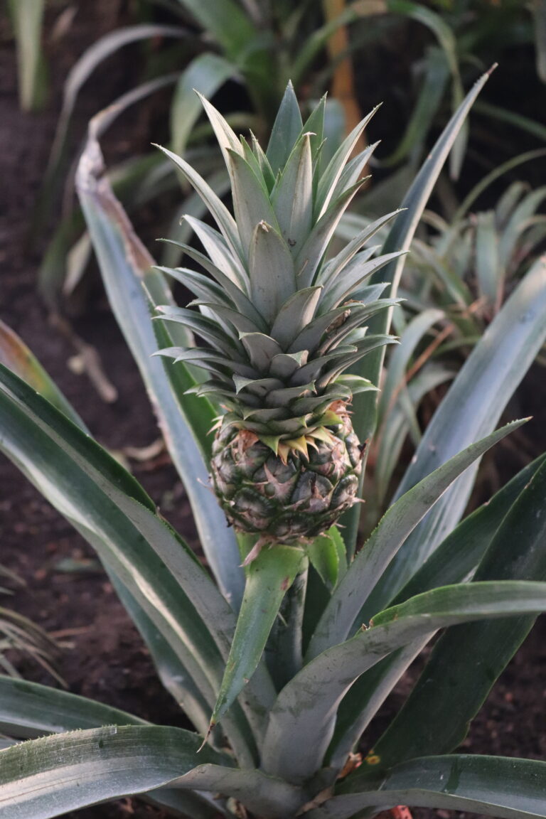 harilik ananass_Ananas comosus