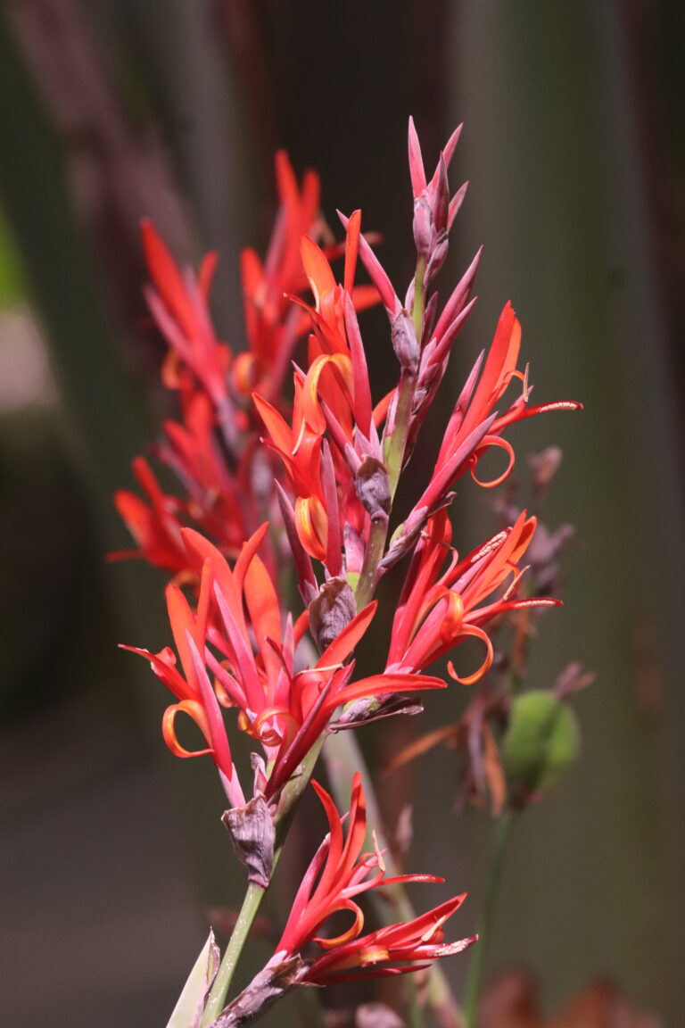 india kanna Canna indica