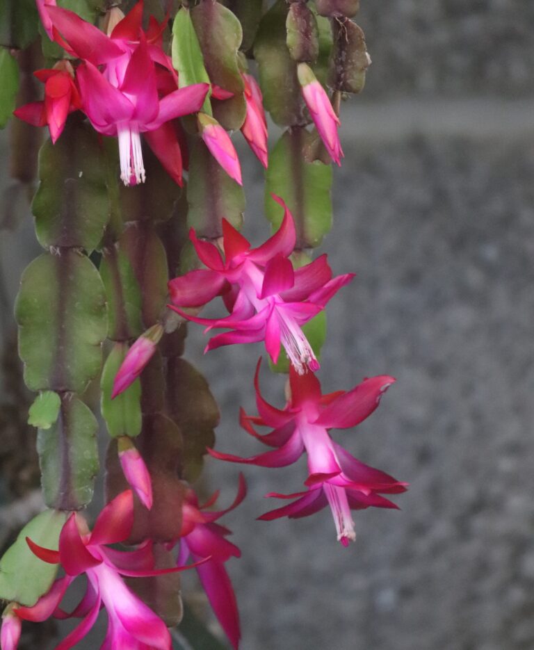 inglise jõulukaktus_Schlumbergera x bucleyi
