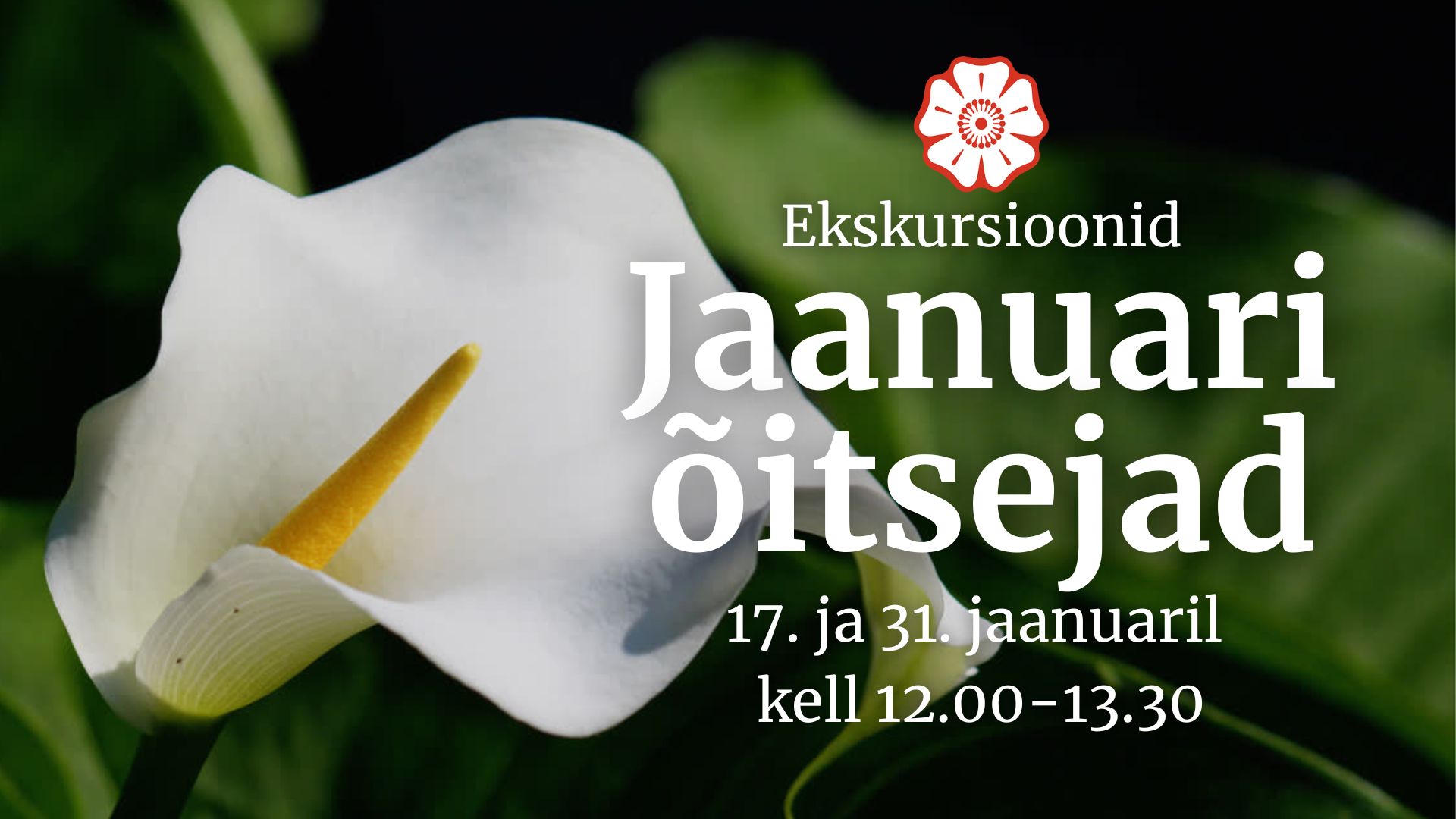 jaanuarikuu õitsejad Tallinna botaanikaaed Urmas Laansoo