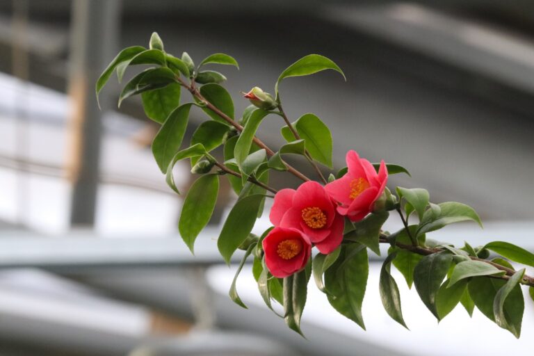 Jaapani kameelia Camellia japonica