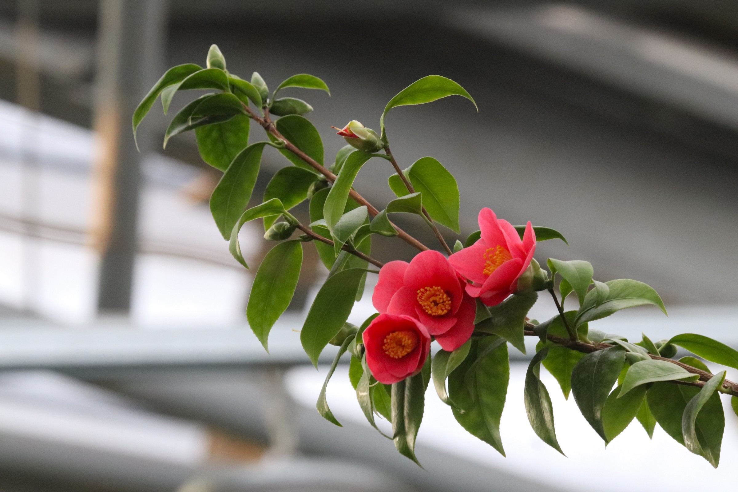 Jaapani kameelia Camellia japonica