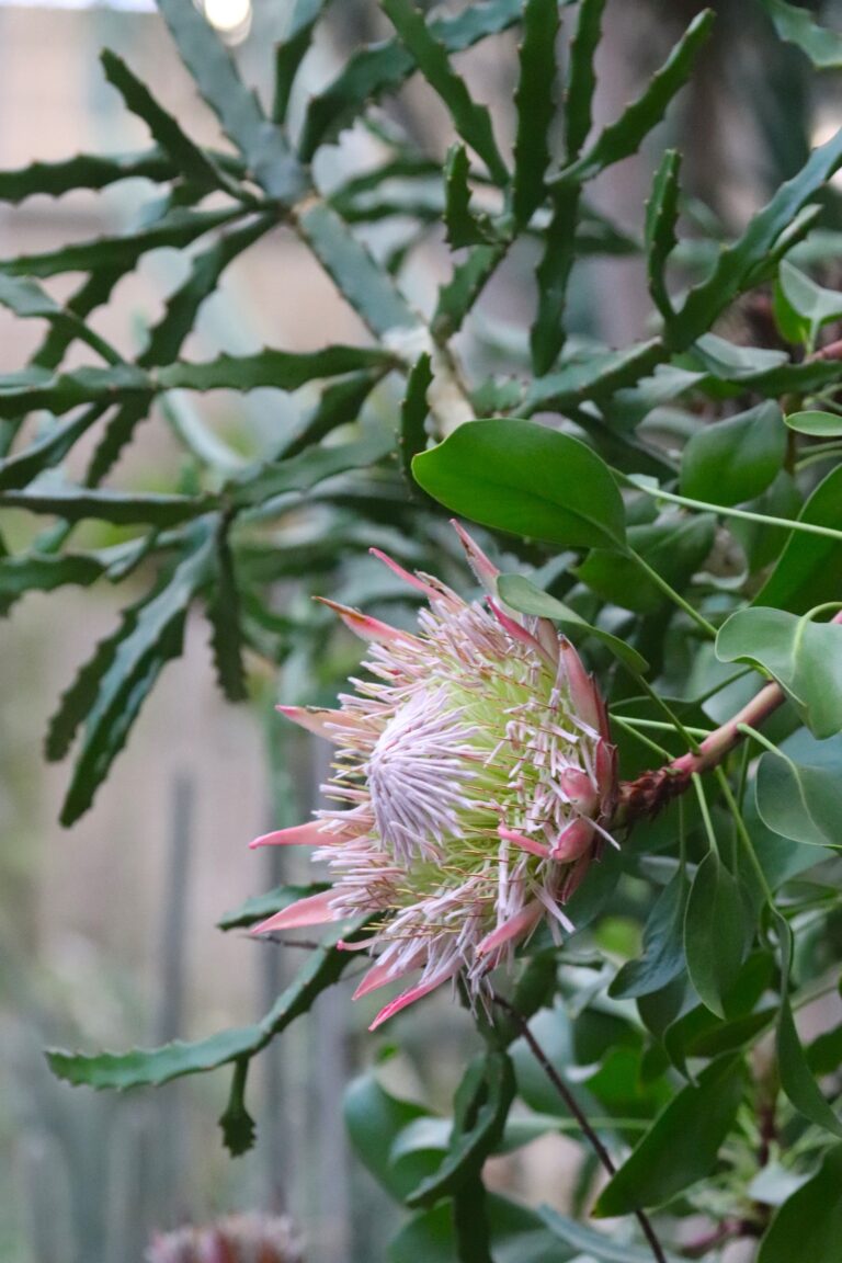 kuningprootera (Protea cynaroides) 'Little Prince'