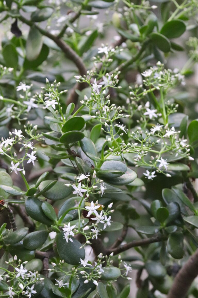 portulak-turdleht Crassula ovata