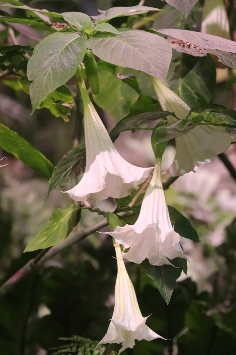 puis-inglitrompet (Brugmansia arborea)
