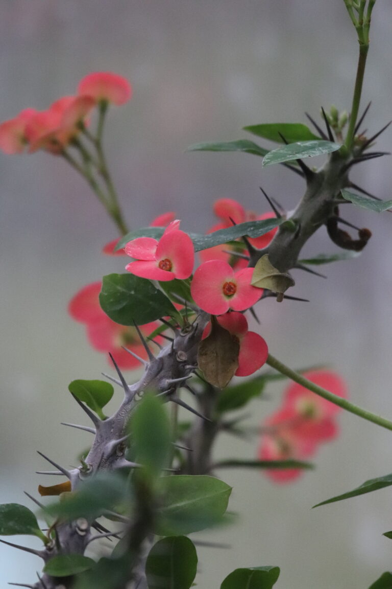 särav piimalill_Euphoria cmilii