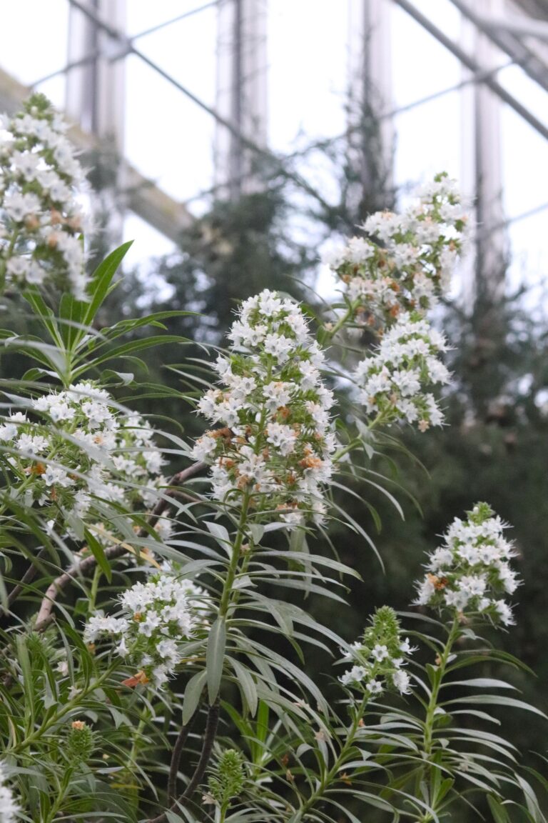 sinitriip-ussikeel Echium dacaisne