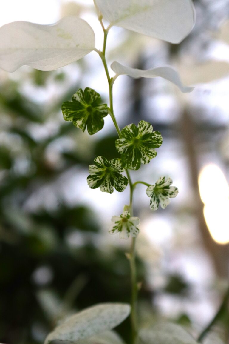 sulgjas breinia_Breinia disticha