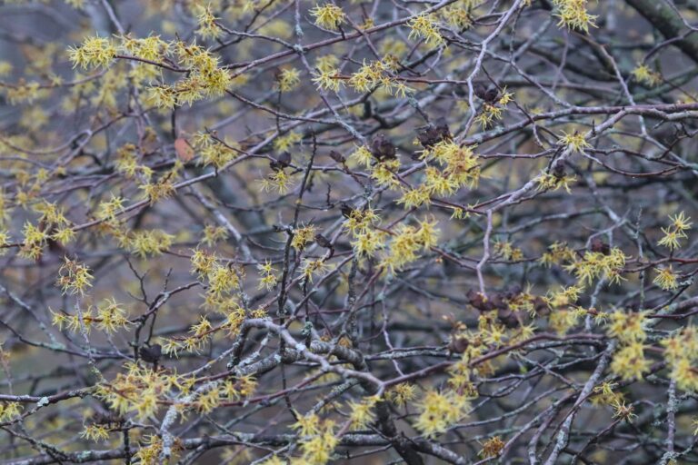 suurelehine nõiapuu Hamamelis macrophylla