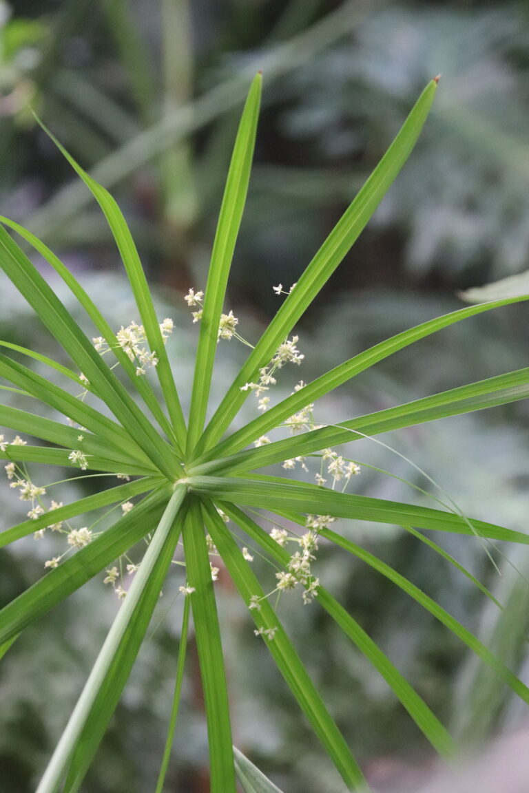 vahelduvalehine lõikhein_Cyperus alternifolius