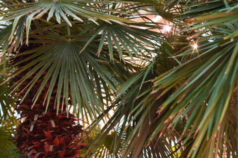 p&otilde;nevat palmidest