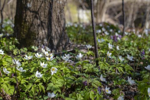 Looduskaitsekuu Foto: Annika Lepp