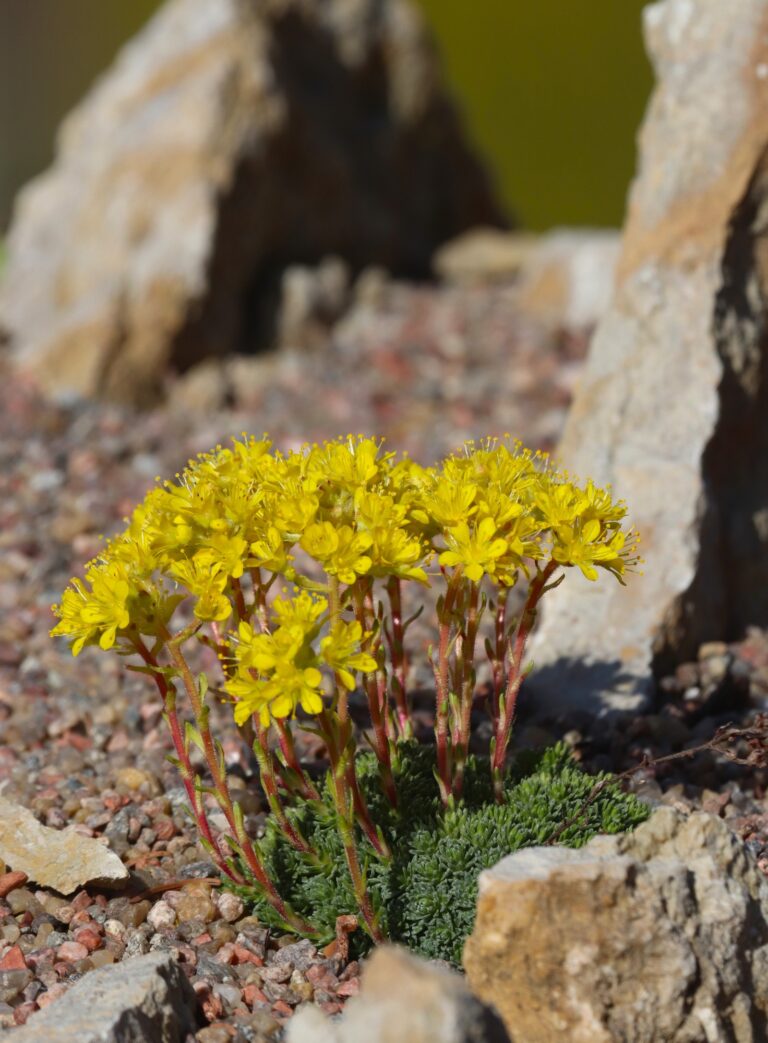 Haage kivirik (Saxifraga x eudoxiana)