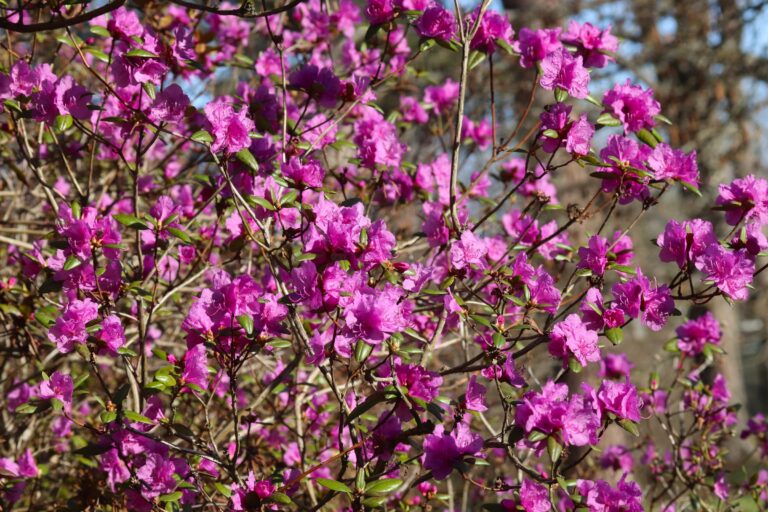 Ledebouri rododendron (Rhododendron ledebourii)