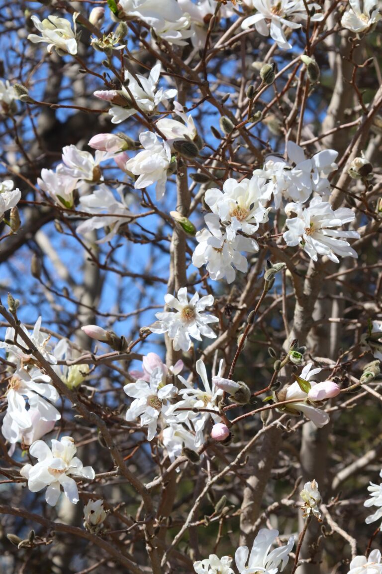 Loebneri magnoolia (Magnolia x loebneri)