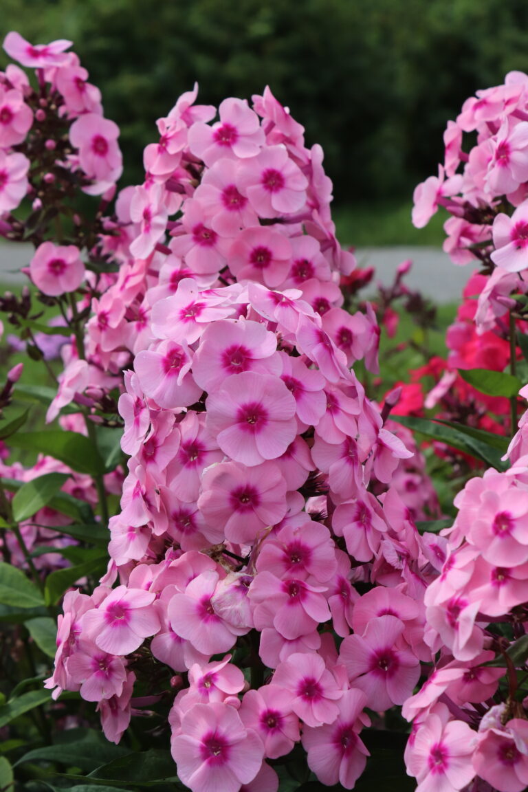 Aed-leeklill (Phlox paniculata) 'Triinu'