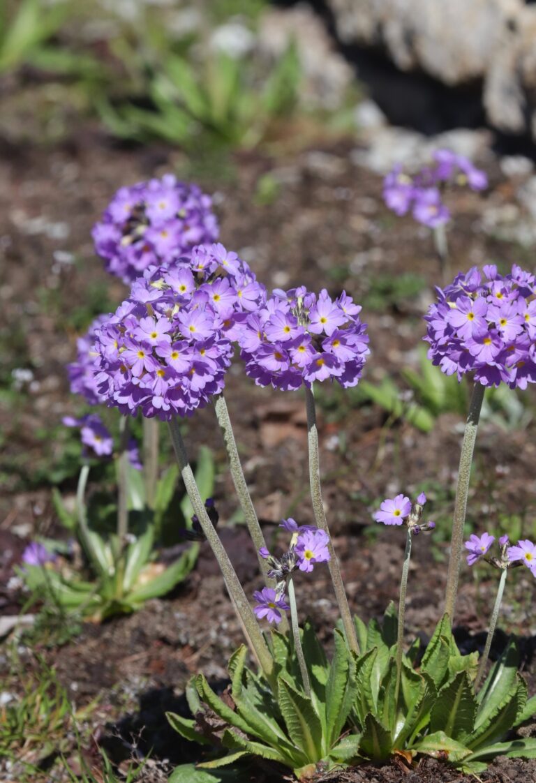 Hambulislehne priimula (Primula denticulata)