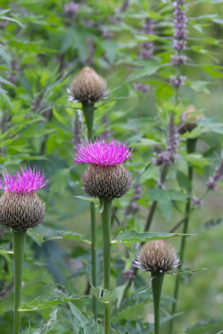 Harilik maralijuur (Rhaponiticum carlamoides)