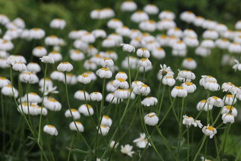 Kännasjas neisikummel (Tanacetum corymbosum)