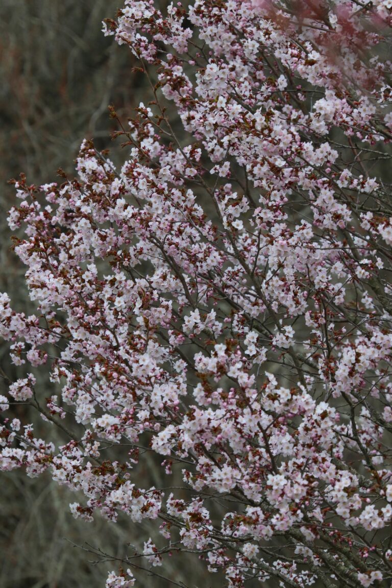 Kuriili kirsipuu (Prunus kurilensis)