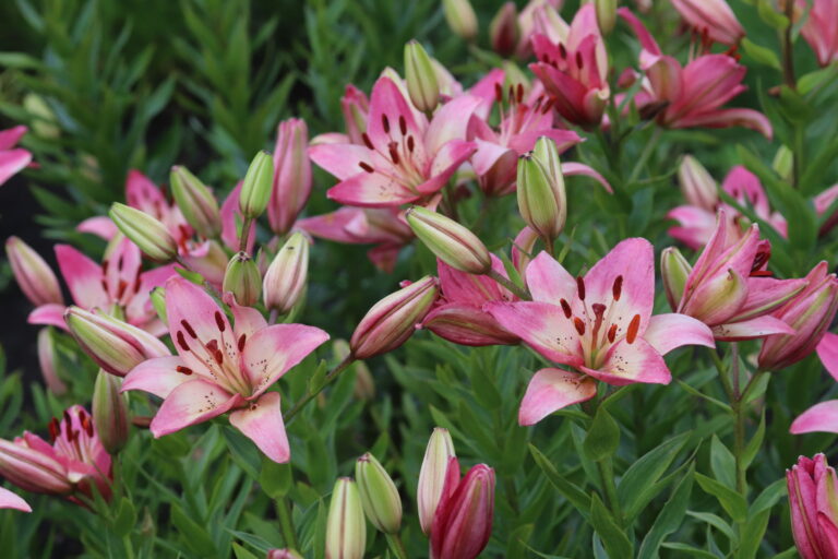 Liilia (Lilium) 'Liberation'