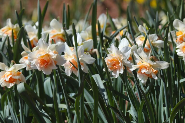 Nartsiss (Narcissus) 'Replete'