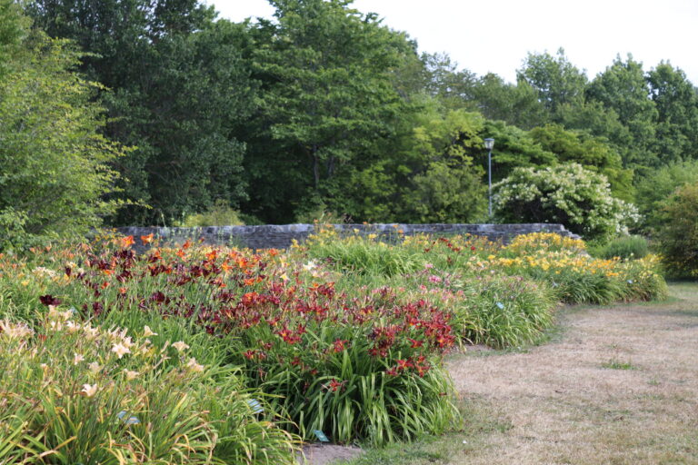 Päevaliilia (Hemerocallis)