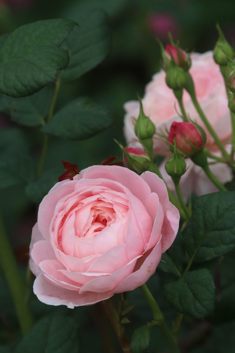 Roos (Rosa) 'Brother Cadfael'