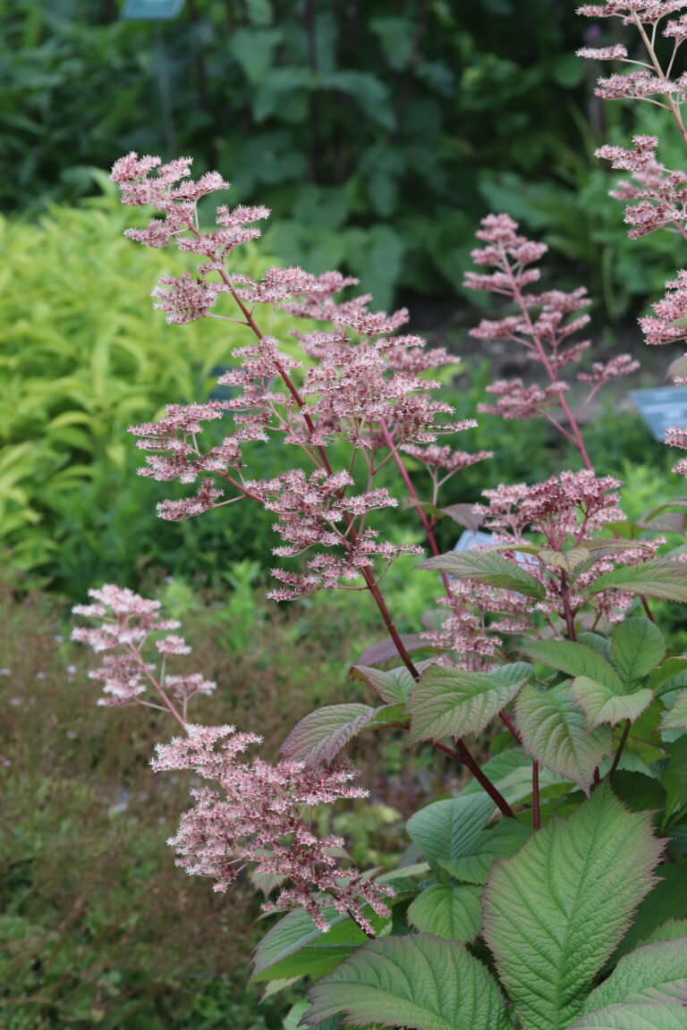 Sulgjas rodgersia (Rodgersia pinnata) 'Superba'