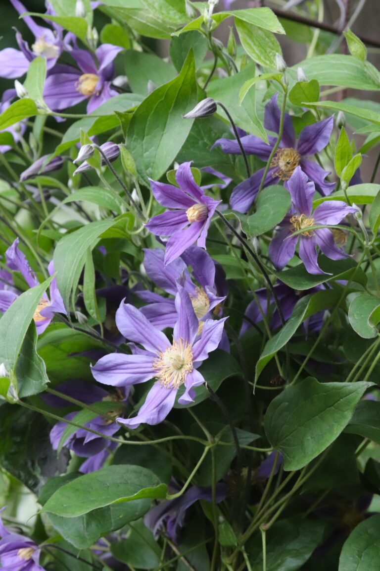 Teravalehine elulõng (Clematis integrifolia)