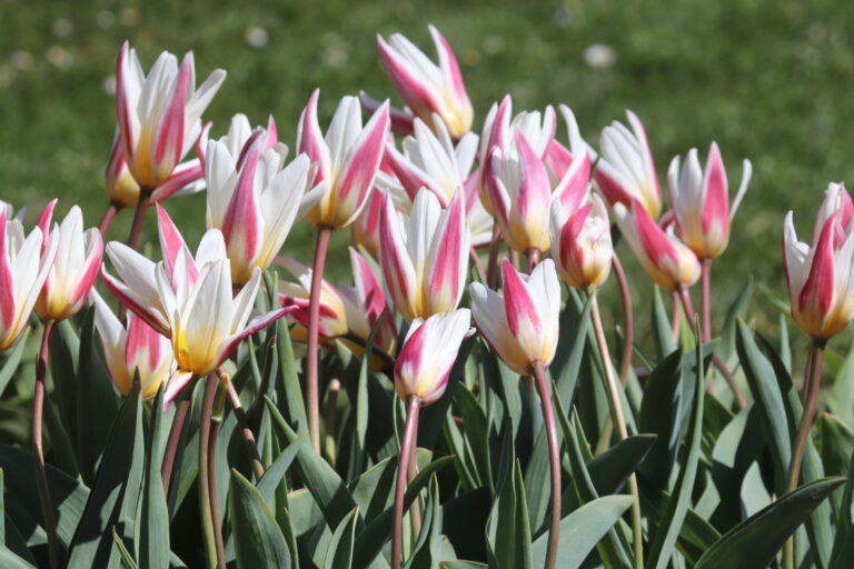 Tulp (Tulipa) 'Ice stick'