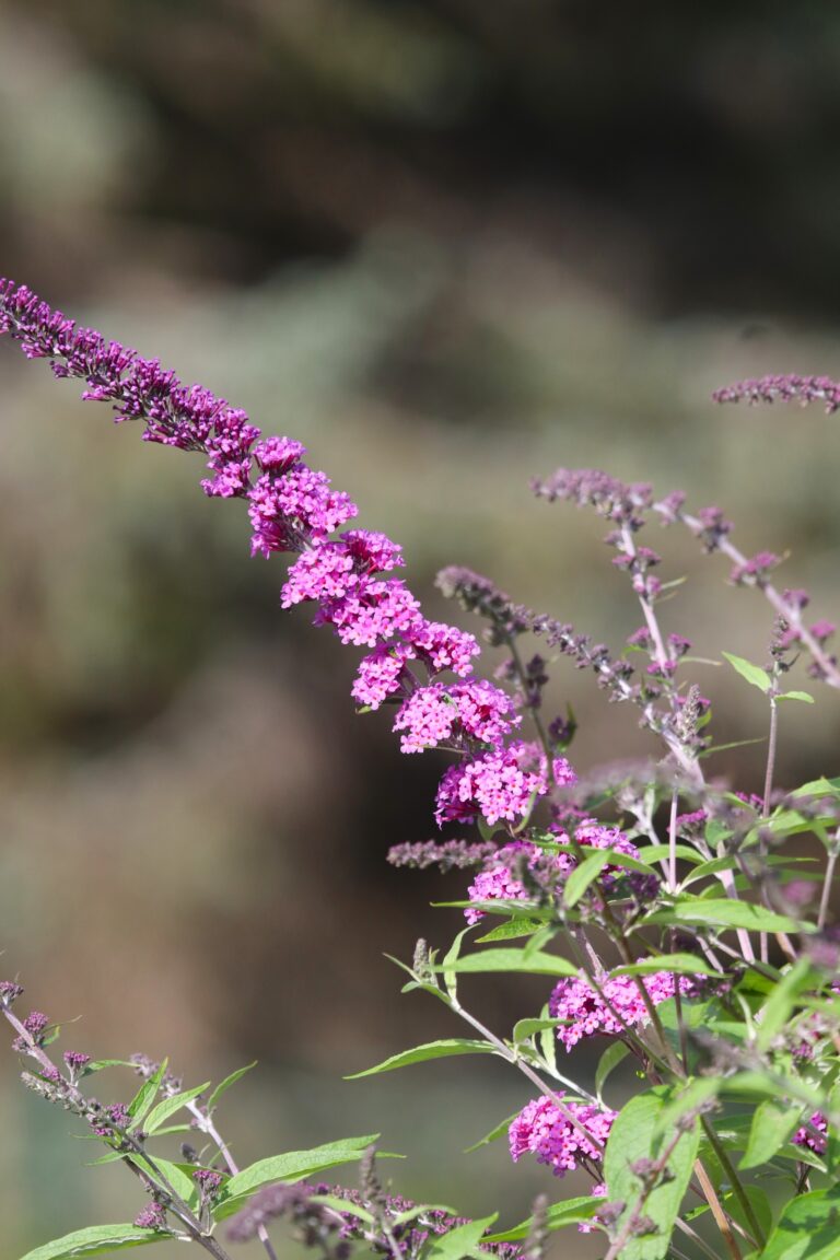 Davidi budleia (Buddleja davidii)