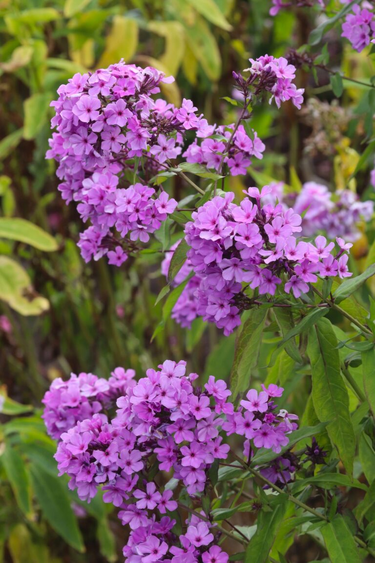 Aed-leeklill (Phlox paniculata) ‘Sirel’