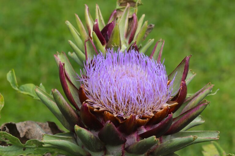Hispaania artišokk (Cynara cardunculus)