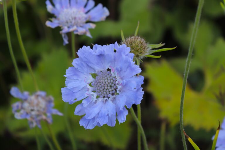 Kaukaasia tähtpea (Scabiosa caucasica)