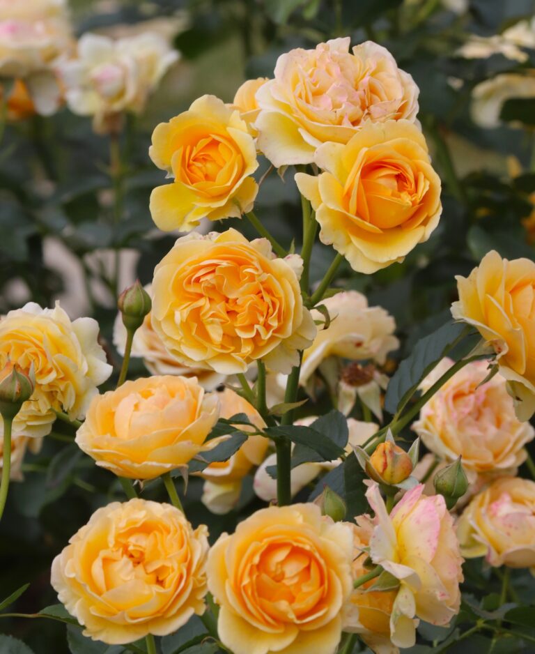 Roos (Rosa) ‘Spotlight’