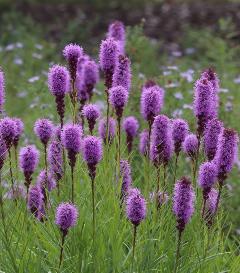 Tähkjas liatris (Liatris spicata)