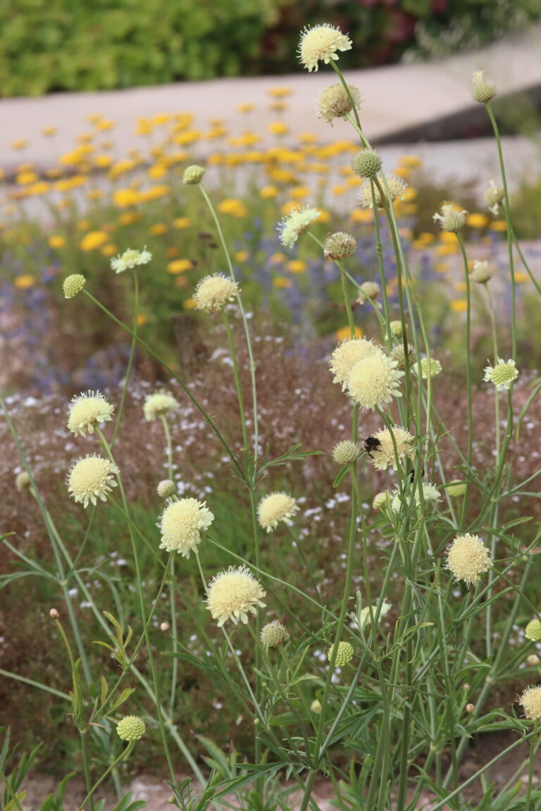Uurali kugarpea (Cephalaria uralensis)
